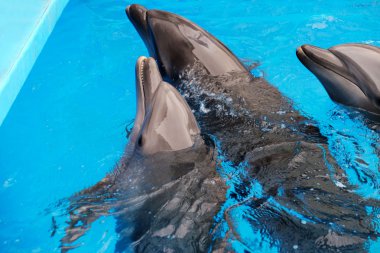 Dolphinarium sevimli yunuslar