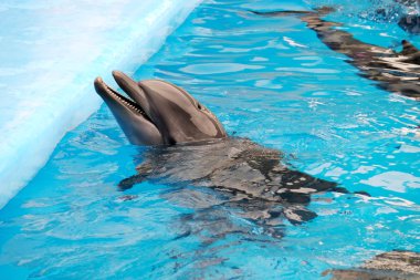 Dolphinarium sevimli yunus