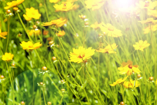 Cosmos flowers with sunlight — Stock Photo, Image