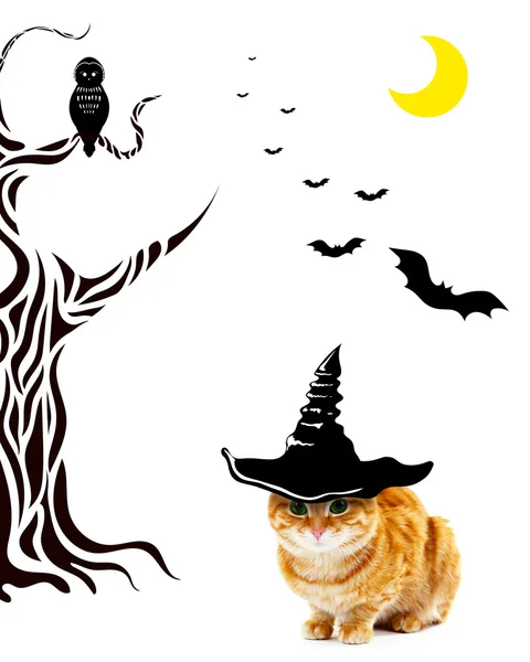 Кошка в шляпе ведьмы на Хэллоуин — стоковое фото