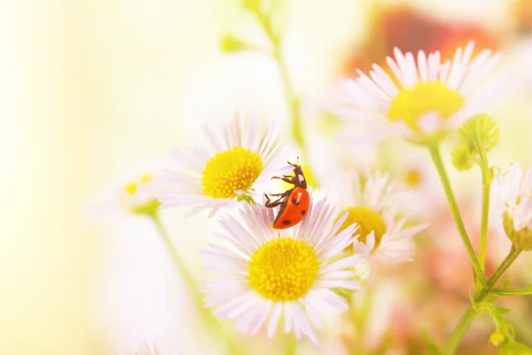 Mariquita en flor, primer plano — Foto de Stock