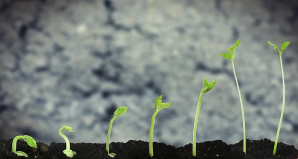 Bean seed germination different stages — Stock Photo, Image