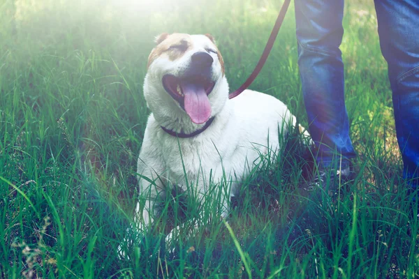 Zabawny duży Owczarek środkowoazjatycki psa i właściciela — Zdjęcie stockowe