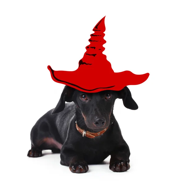 Собака в шляпе ведьмы на Хэллоуин — стоковое фото