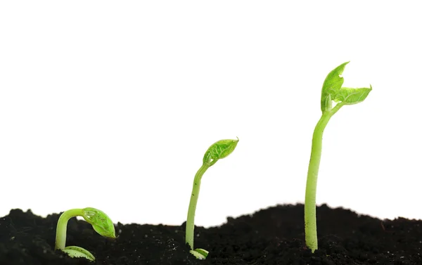 Bean seed germination different stages — Stock Photo, Image