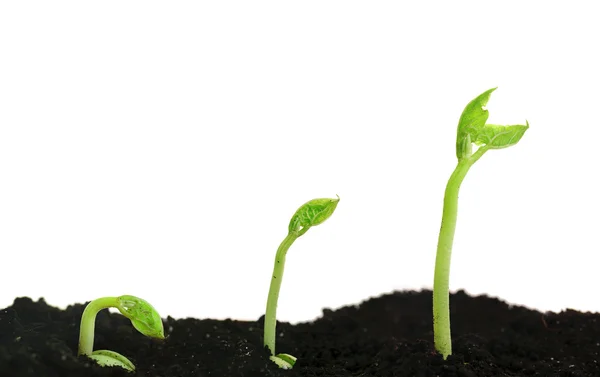 Germinação de sementes de feijão diferentes estágios — Fotografia de Stock