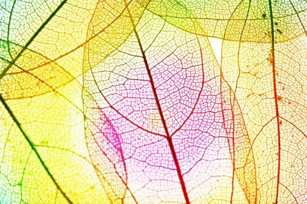 Multicolor liści dekoracyjnych — Zdjęcie stockowe