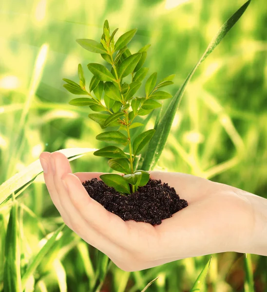 Jovem planta na mão com solo — Fotografia de Stock