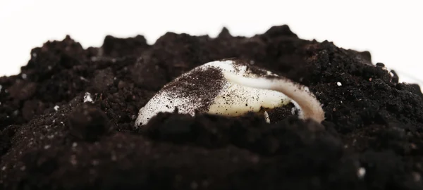 Germinating seed in soil — Stock Photo, Image