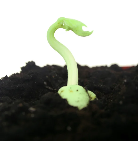 Green bean seedlings in soil — Stock Photo, Image