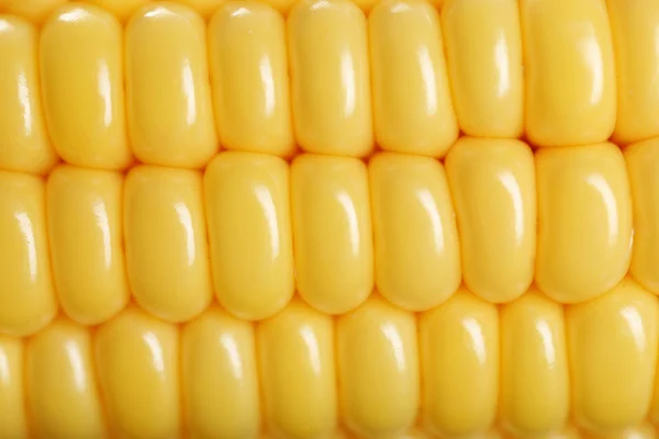 Fresh corn close up — Stock Photo, Image