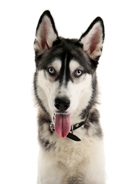 Schöne Huskies Hund isoliert auf weiß — Stockfoto