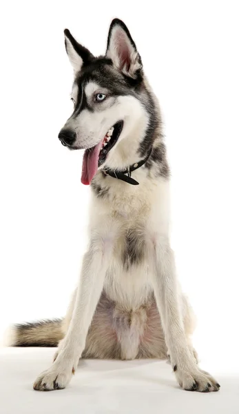Beautiful huskies dog isolated on white — Stock Photo, Image