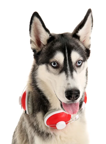 Huskies perro con auriculares — Foto de Stock