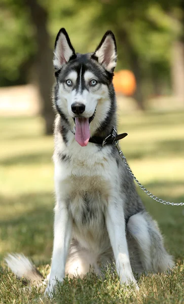 Hermoso perro huskies en el parque — Foto de Stock