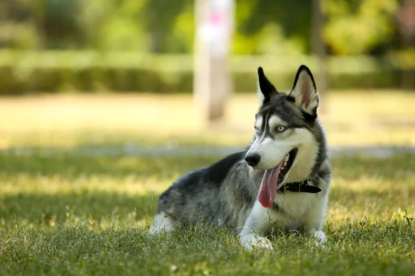 美丽的哈士奇狗在公园里 — 图库照片