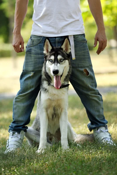 Άνθρωπος με όμορφη huskies σκυλί — Φωτογραφία Αρχείου