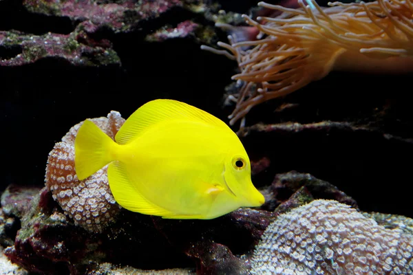 Pesci esotici in un acquario — Foto Stock