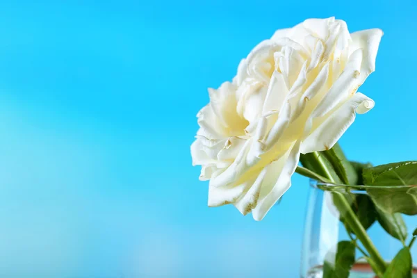 Hermosa rosa en jarrón sobre fondo azul — Foto de Stock