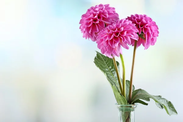 Beautiful asters on bright background — Stock Photo, Image