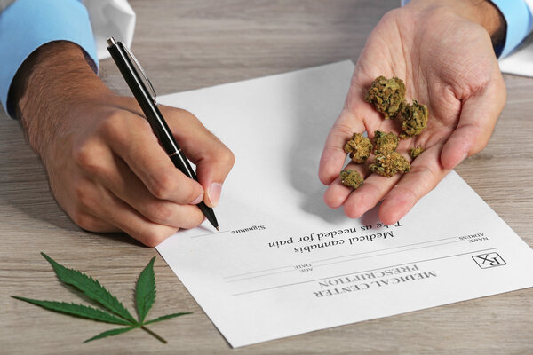 Врач держит сухую медицинскую марихуану
