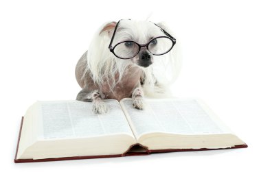 tüysüz Çin Tepeli Köpek