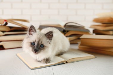 Kitaplar ile şirin küçük kedi