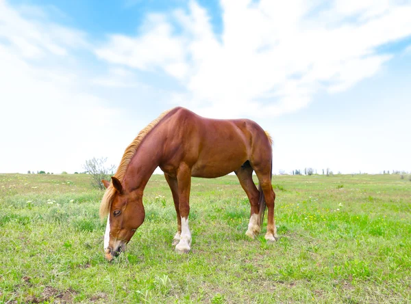 Pâturage de chevaux sur prairie — Photo