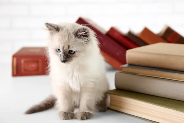 Søt liten katt med bøker – stockfoto