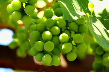 Üzüm dalı yakın çekim