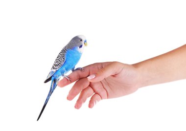 Beyaz izole yandan muhabbet kuşu