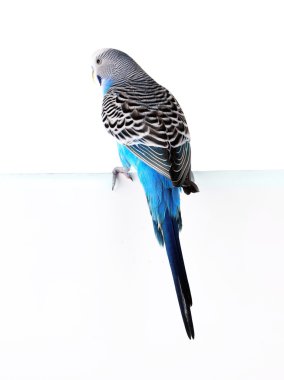 Beyaz pano üzerinde beyaz izole oturup muhabbet kuşu