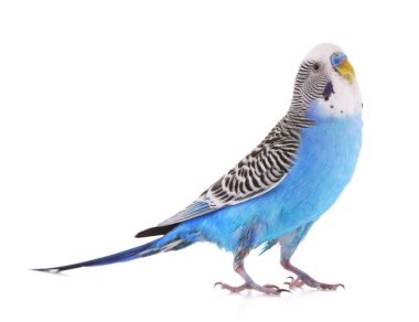 Budgerigar isolated on white clipart