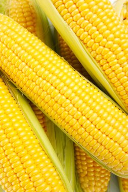 Taze Mısır yığını kapat