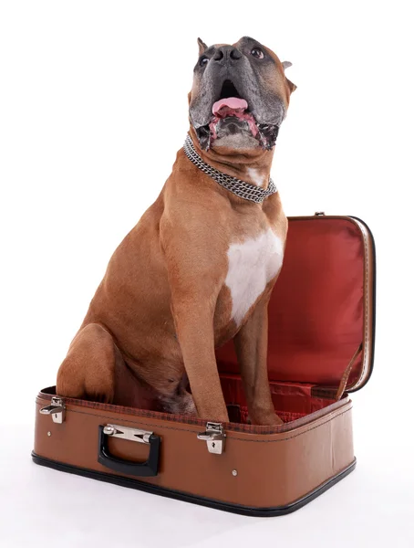Beautiful Boxer Dog — Stock Photo, Image