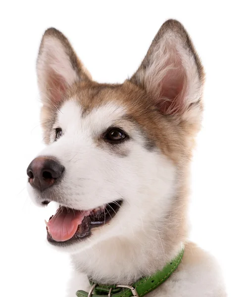 Portrait de chiot malamute isolé sur blanc — Photo