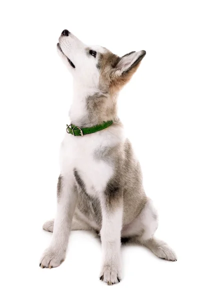 Симпатичный щенок Маламут смотрит вверх изолирован на белом — стоковое фото