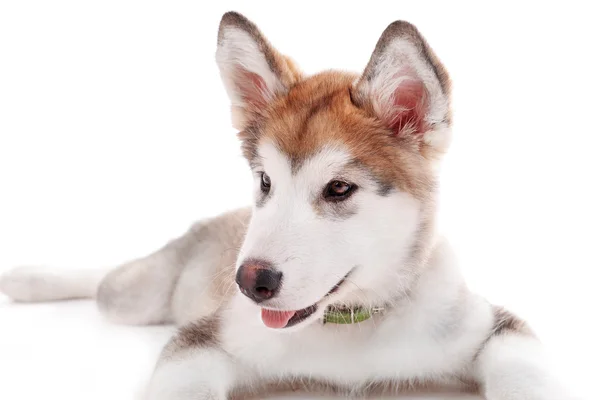 Beyaz izole Malamute köpek yavrusu portresi — Stok fotoğraf