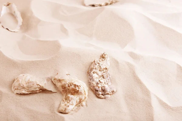 Seashells on sea sand background — Stock Photo, Image