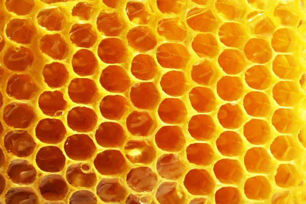 Fresh honeycomb background — Stock Photo, Image