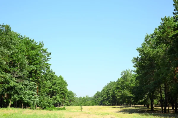 Vacker sommar landskap med gröna träd — Stockfoto