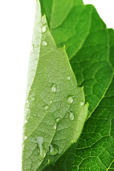 Hoja verde fresca con gotas sobre fondo blanco — Foto de Stock