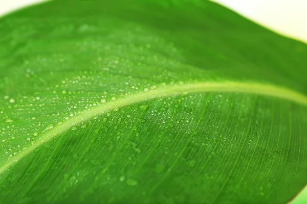 Hoja verde fresca con gotas, primer plano —  Fotos de Stock