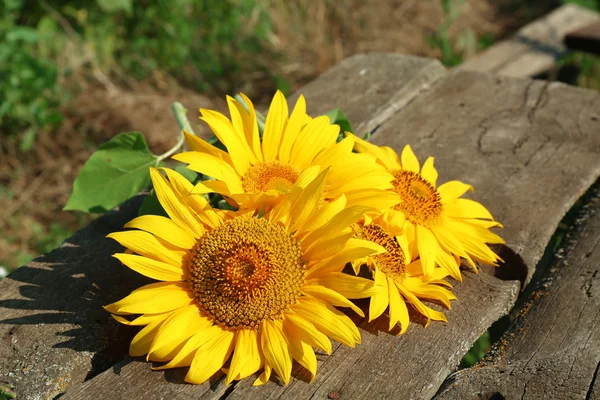 Beautiful sunflowers on wooden surface, closeup — Stock Photo, Image