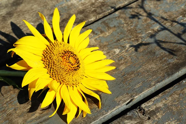 Beautiful sunflowers on wooden surface, closeup — Stock Photo, Image