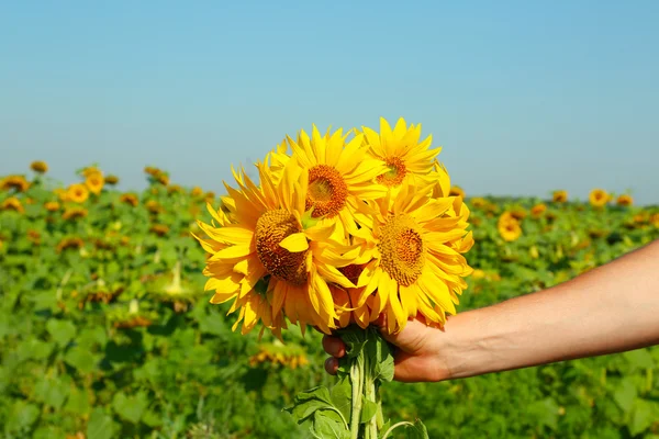 Bouquet of beautiful sunflowers — Stock Photo, Image