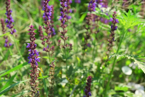 Closeup of beautiful wildflowers — Stock Photo, Image