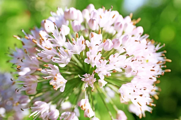 Belles fleurs poussant dans le jardin — Photo