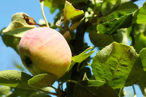 Μήλο υποκατάστημα δέντρο closeup — Φωτογραφία Αρχείου
