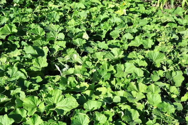 Plantation of squashes growing in garden — Stock Photo, Image